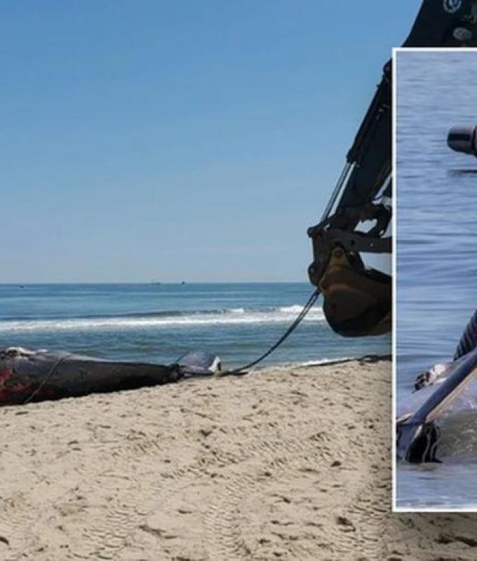 Ein Kreuzfahrtschiff legte im Hafen von New York an, im Bug steckte ein toter Riesenwal fest