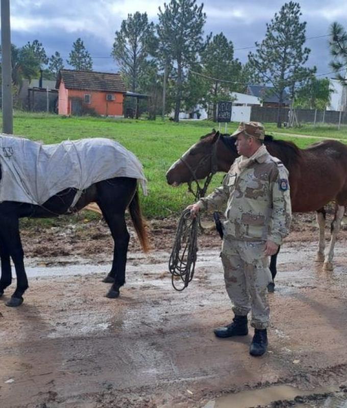 Sie entführen vier freilaufende Pferde in Pueblo Belgrano und bringen sie zur Straffarm Nr. 9 – El Día de Gualeguaychú