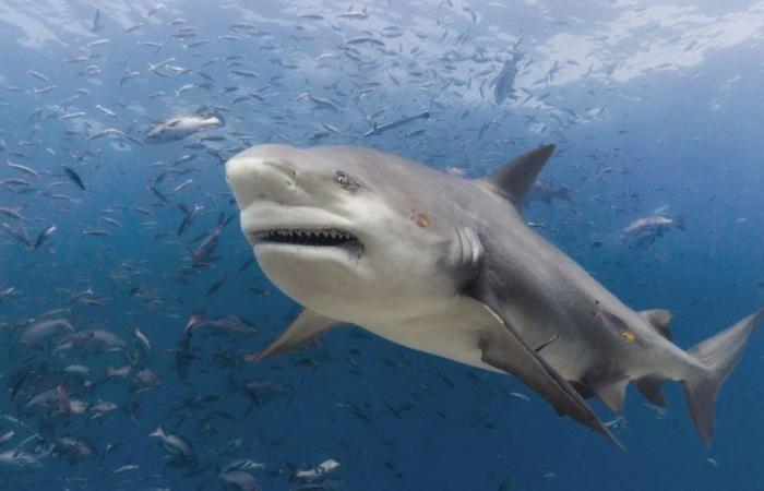 Zeuge eines Horror-Hai-Angriffs verrät sechs erschreckende Worte, als Brite im Meer misshandelt wird – Weltnachrichten