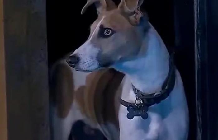 Big Brother: Santiago del Moro verriet, warum der Hund Arturo das Haus verlassen muss