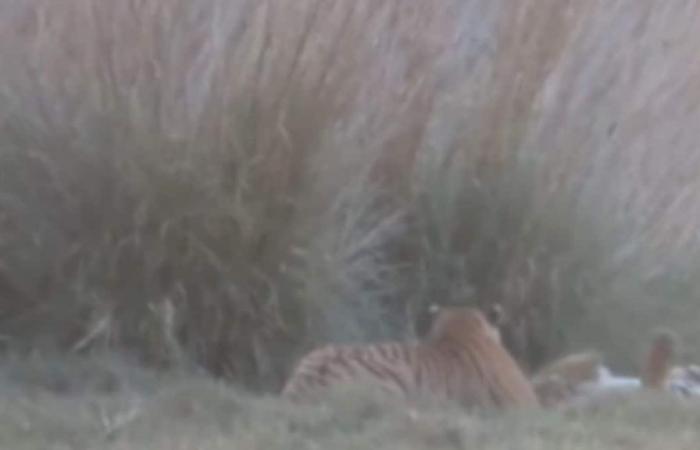 Das Video, in dem Mama Tiger mit ihren Jungen eine Bindung eingeht, ist pures Gold