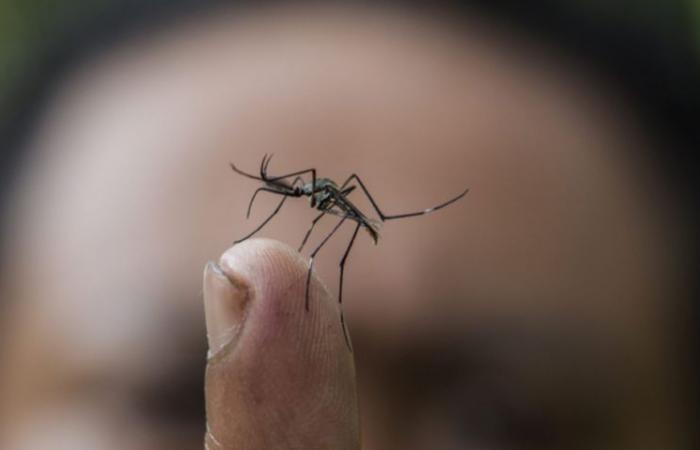 Dengue-Fälle im kontinentalen Chile werden alle importiert – MercoPress