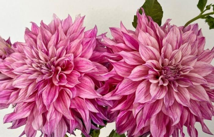 Blumenbauern aus Washington geben Tipps zum Pflanzen und Züchten von Dahlien