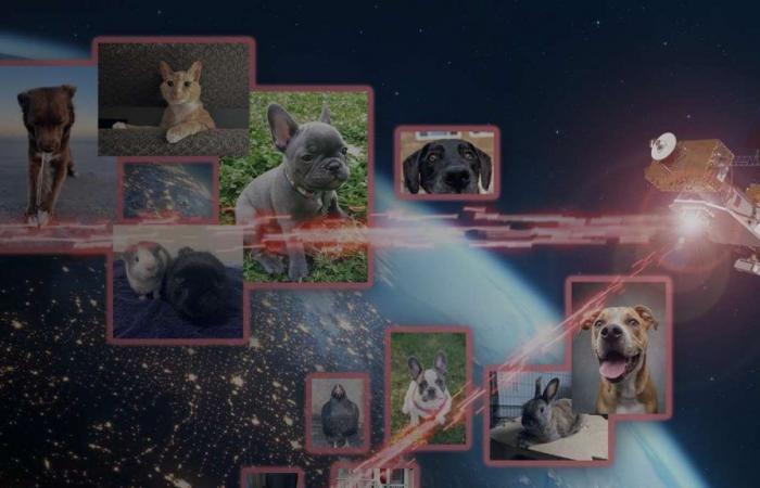 Fotos von Haustieren teilen: NASA testete neue Lasertechnologie in der Kommunikation | Nachrichten heute