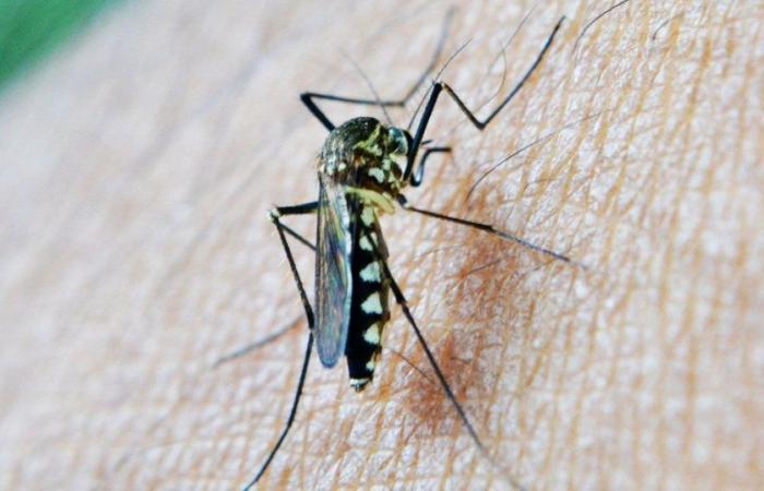 Florida ist besorgt über das Oropouche-Virus in Kuba und bittet darum, eine Gesundheitswarnung herauszugeben