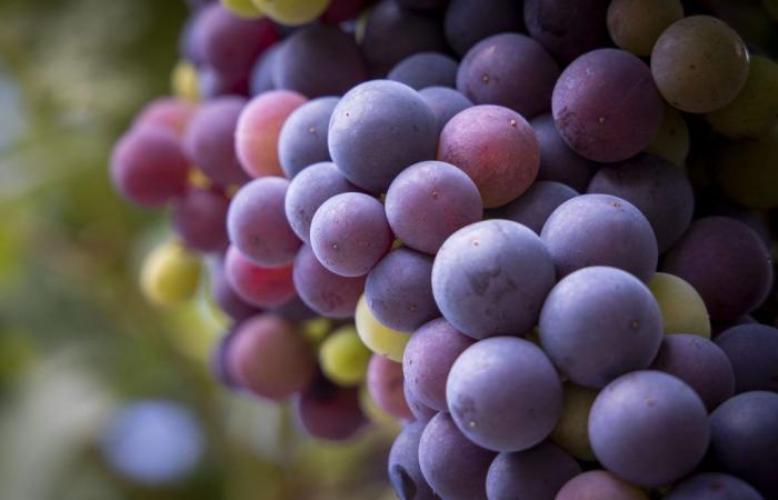 DOCa Rioja erklärt sich bereit, überschüssige Produktion für die Destillation zu verwenden
