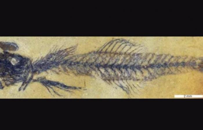 Paläontologen identifizieren neue Gattung fossiler Fische
