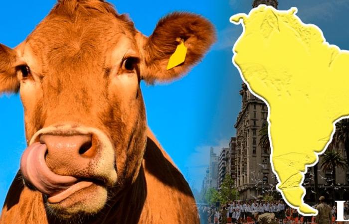 Dies ist das EINZIGE Land in Südamerika, das mehr Kühe als Einwohner hat: etwa 4 pro Person | Uruguay | Lateinamerika | Rinder | Viehhaltungsländer | Lateinamerika | Welt