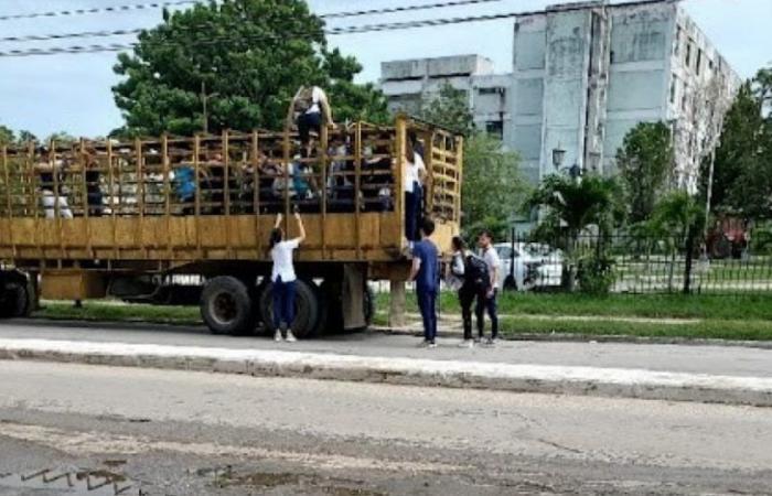 Medizinstudenten transportieren Vieh in einem Lastwagen in Villa Clara