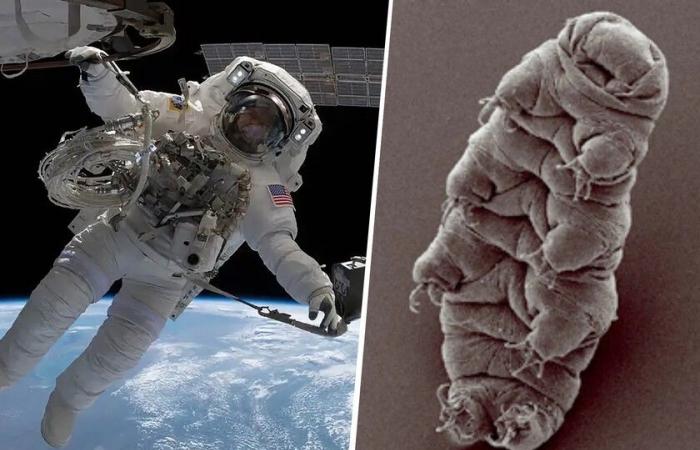 Die NASA hat zwei Astronauten gebeten, die ISS zu verlassen, um zu überprüfen, ob es dort lebende Organismen gibt