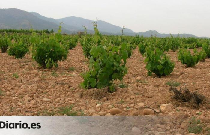La Rioja wird mehr als 14 Millionen erhalten, was 67 % der Anfragen für grüne Ernte abdecken wird.