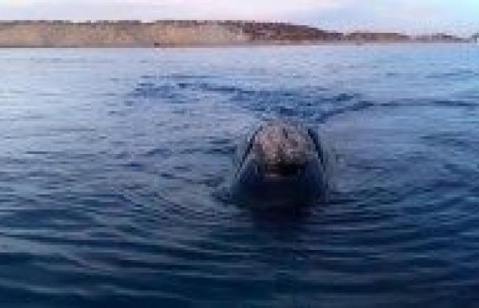 Auf Fotos: Dies war die emotionale Rettung eines an der Küste von Las Grutas gestrandeten Wals