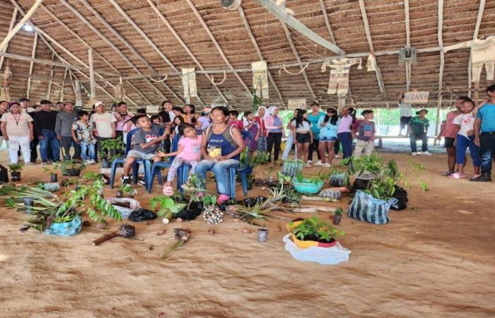 Click Verde von NTN24 erkundete „Aula Viva“: eine Umwelt- und Kulturinitiative im kolumbianischen Amazonasgebiet