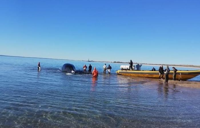 Auf Fotos: Dies war die emotionale Rettung eines an der Küste von Las Grutas gestrandeten Wals