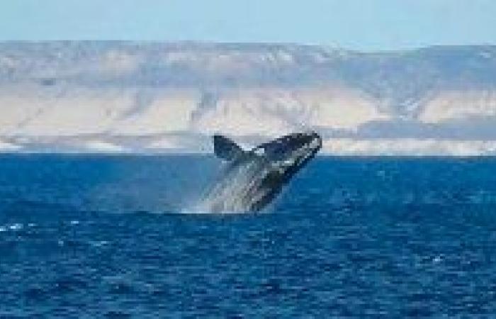 Video| Ein wunderschönes Erlebnis in Puerto Madryn: Der Wal und sein Kalb kamen bis auf wenige Meter an das Boot heran