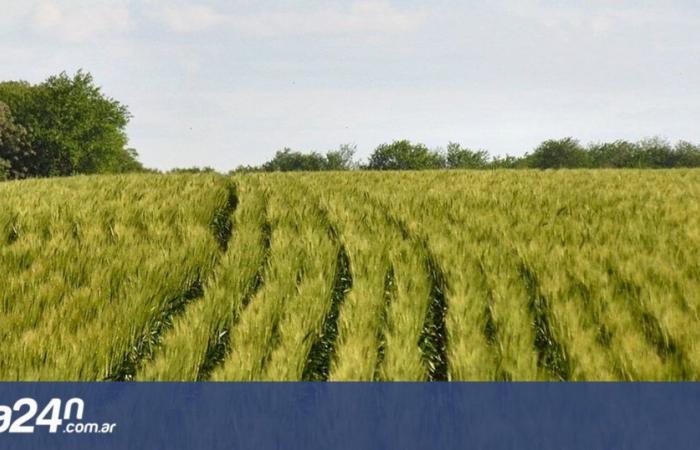 Weizen in Córdoba: Ein Rekord innerhalb eines anderen Rekords steht bevor