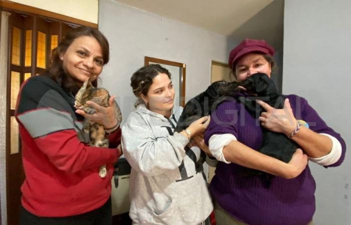 eine NGO, die ihr Leben der Rettung der Hunde und Katzen von Santa Fe widmet