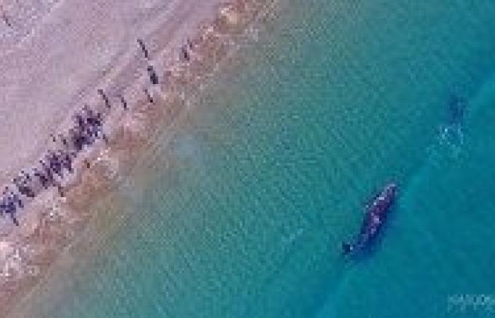 Video| Ein wunderschönes Erlebnis in Puerto Madryn: Der Wal und sein Kalb kamen bis auf wenige Meter an das Boot heran