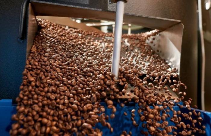 El Salvador: Einnahmen aus Kaffeeexporten gingen um 35 % zurück