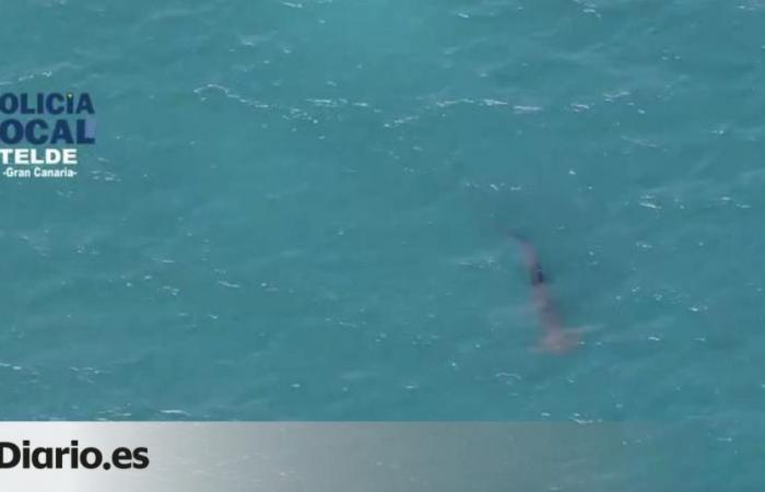 Der am Strand von Melenara gesichtete Hai taucht wieder auf, der erneut zum Schwimmen gesperrt ist