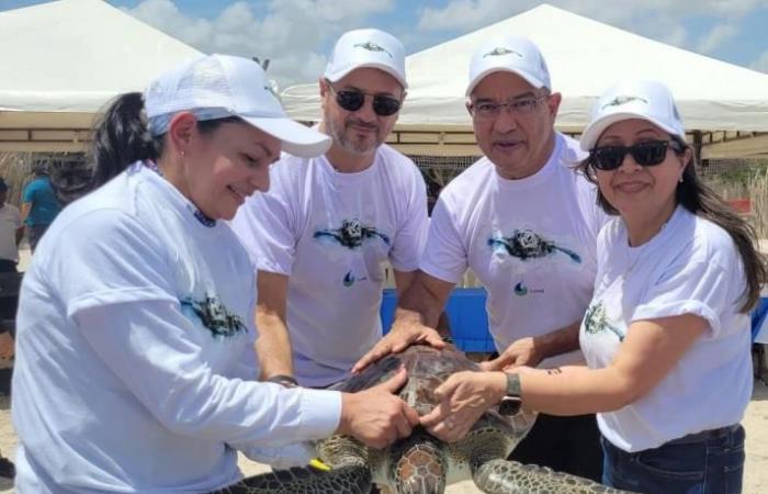 Multinationaler Konzern begeht den Welttag der Meeresschildkröten
