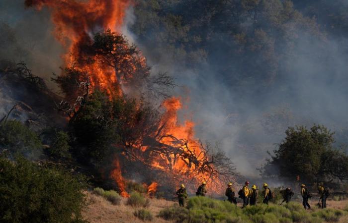 Große Vegetationsfläche in Los Angeles wird durch einen Brand zerstört