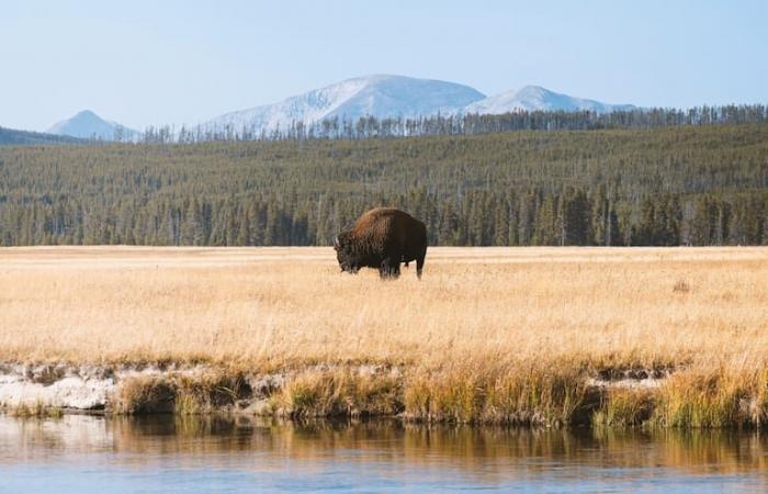 Im Yellowstone wird ein seltenes Tier geboren: Warum es mit der „zweiten Ankunft“ Jesu Christi in Verbindung gebracht wird