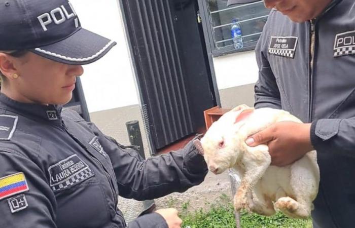 Sie adoptieren Hope, ein Kaninchen, das die Tragödie in Pereira überlebt hat