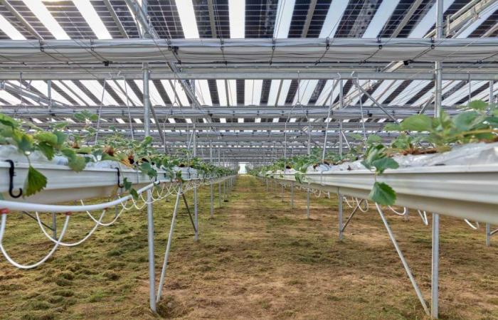 Französischer Landwirt eröffnet die erste Erdbeeranbauanlage mit halbtransparenten Photovoltaikmodulen und dynamischen Sonnenschutzschirmen