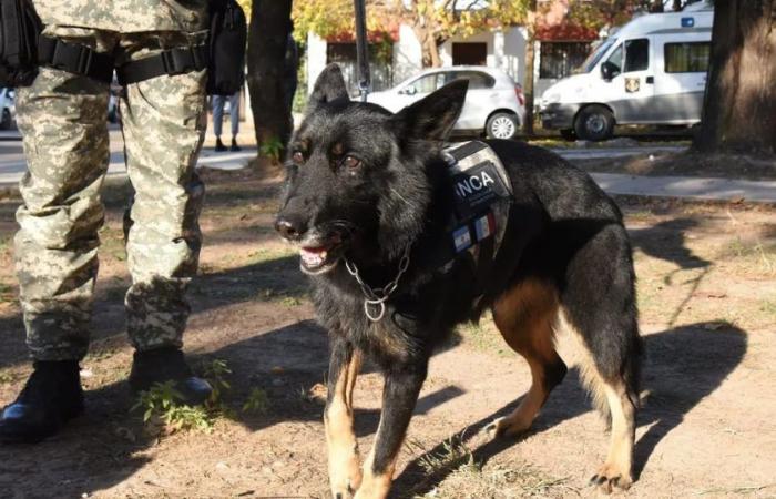 Inca, der älteste „Agent“-Hund des Strafvollzugsdienstes von Córdoba, geht in den Ruhestand
