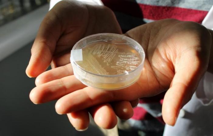 In Chile wird ein Meeresbakterium mit antibiotischem Potenzial entdeckt