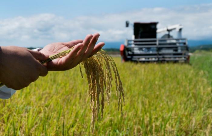 Huila-Reisbauern erhalten wichtige technologische Unterstützung