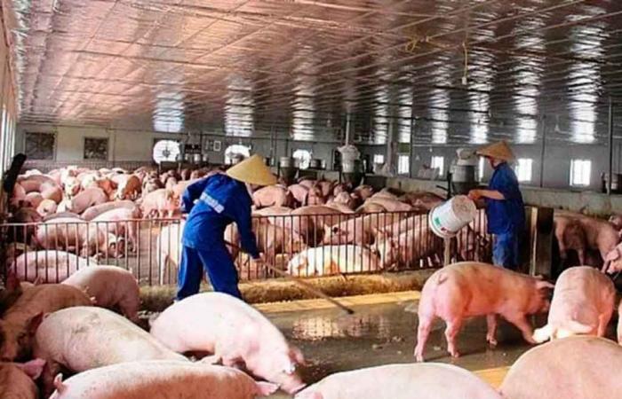 Die vietnamesische Regierung warnt vor Vieh- und Geflügelkrankheiten