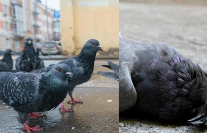Ablehnung durch die Stadt, die einem Referendum zum grausamen Töten aller Tauben zustimmte