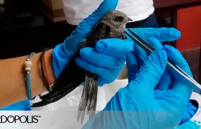 Freiwillige aus Córdoba schaffen es, mehr als 80 % der aus den Nestern gefallenen Vogelbabys zu bergen