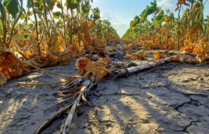 Die Herausforderung der Bekämpfung der Wüstenbildung in Argentinien: „Gesetze zu diesem Thema müssen ein lebendiges Dokument sein“