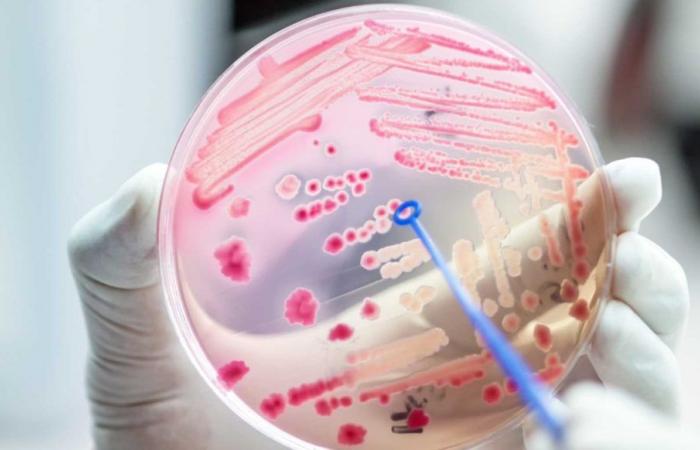 Ein Antibiotikum tötet pathogene Bakterien ab und bewahrt gesunde Darmmikroben