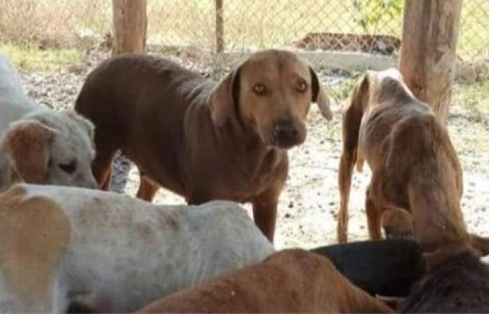 Ohne Futter Tieraktivisten von Sancti Spíritus, die sich um mehr als 20 Hunde kümmern