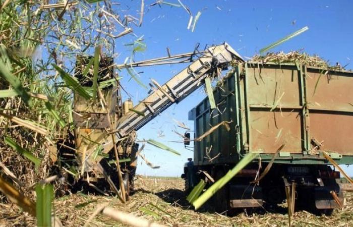 Ist eine Erholung der kubanischen Zuckerindustrie möglich?