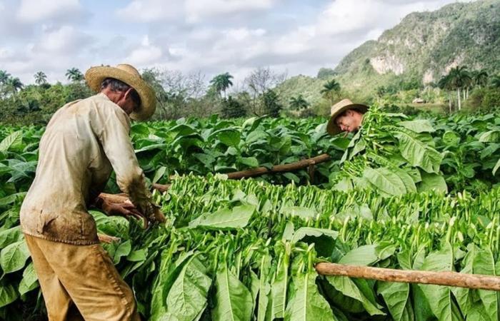 Dokumentarserie über kubanischen Tabak erregt Aufmerksamkeit