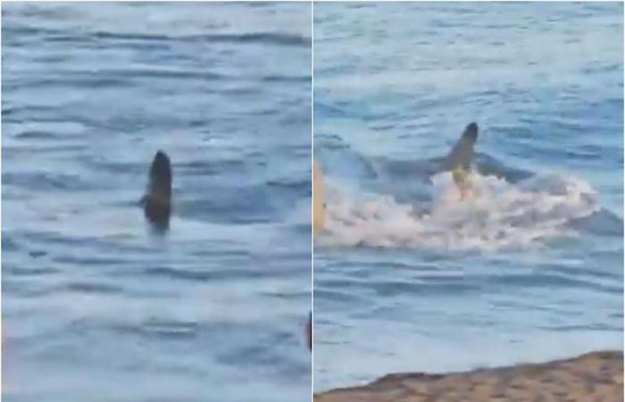 Das schockierende Auftauchen eines Hais an einem Strand in Spanien führte zur Schließung des Ortes