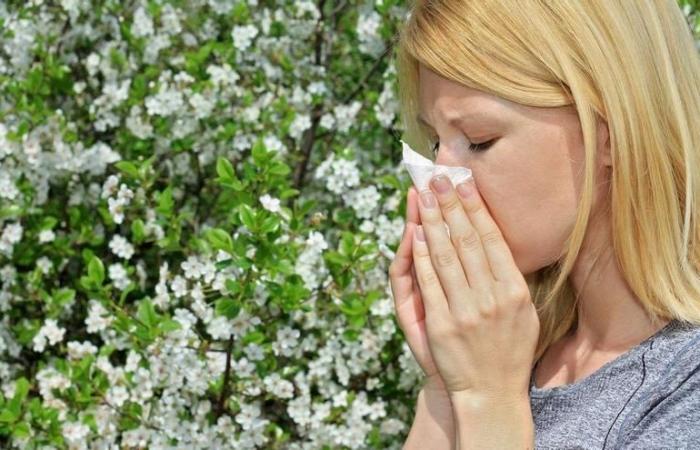 ALLERGIEN IN CÓRDOBA | Hast du Allergien? Überprüfen Sie diese Woche die Pollenwerte in Córdoba