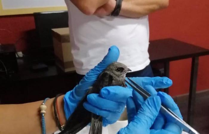 Freiwilligen gelingt es, mehr als 80 % der aus den Nestern gefallenen Vogelbabys in Córdoba zu bergen
