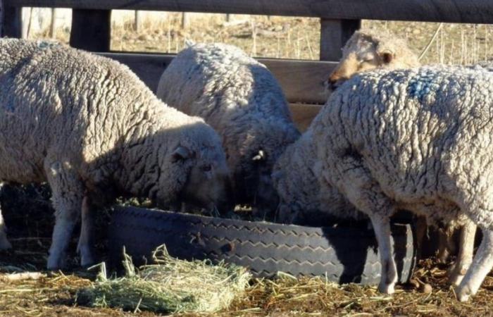 Schweres Lammfleisch, eine Gelegenheit, das Viehgeschäft in der Zentralregion auszubauen