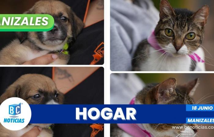 Drei Katzen und zwei Hunde haben kürzlich bei einer Tieradoptionsveranstaltung in Manizales ein neues Zuhause gefunden