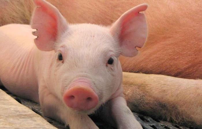 Will nach China zurückkehren: Der argentinischen Schweinefleischkette steht aufgrund eines Handelskonflikts „eine Chance“ bevor