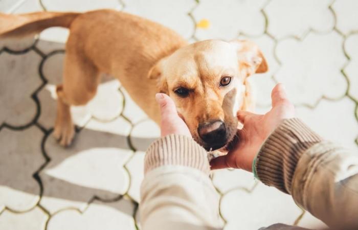 Wohlbefinden des Hundes: Schlüssel zur Vermeidung von Verhaltensproblemen
