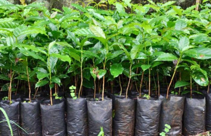 In Cundinamarca testen sie ein innovatives System zum Pflanzen und Vermehren von Pflanzenmaterial ohne Beutel