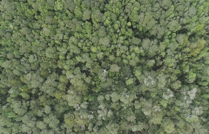 Sie entdecken, dass die Wälder von Chiloé doppelt so viel Kohlenstoff speichern wie der Amazonas – Zeitung El Insular