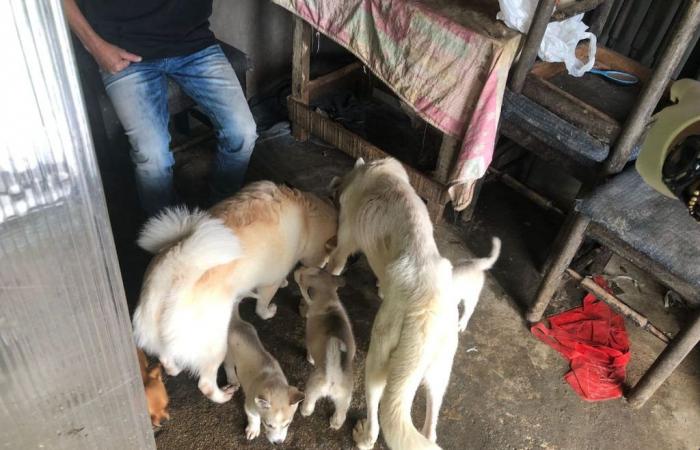In Cúcuta leben mehr als 5.000 Hunde und Katzen in Notunterkünften